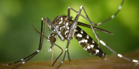 Zika-Virus: Glossar zur Terminologie Deutsch-Englisch
