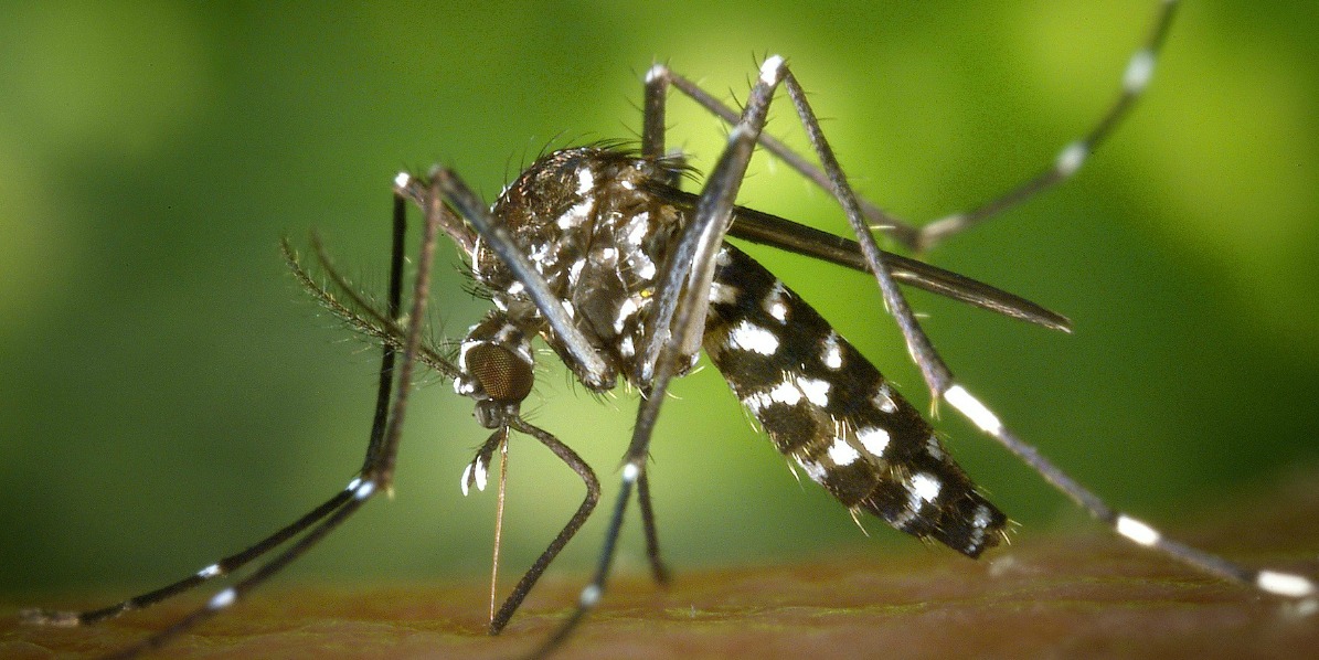 Glossary of Zika virus terms in German and English