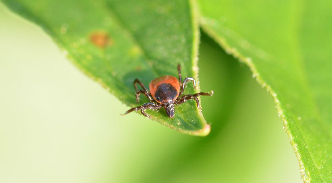 Tick-borne diseases: a glossary of terms in German and English